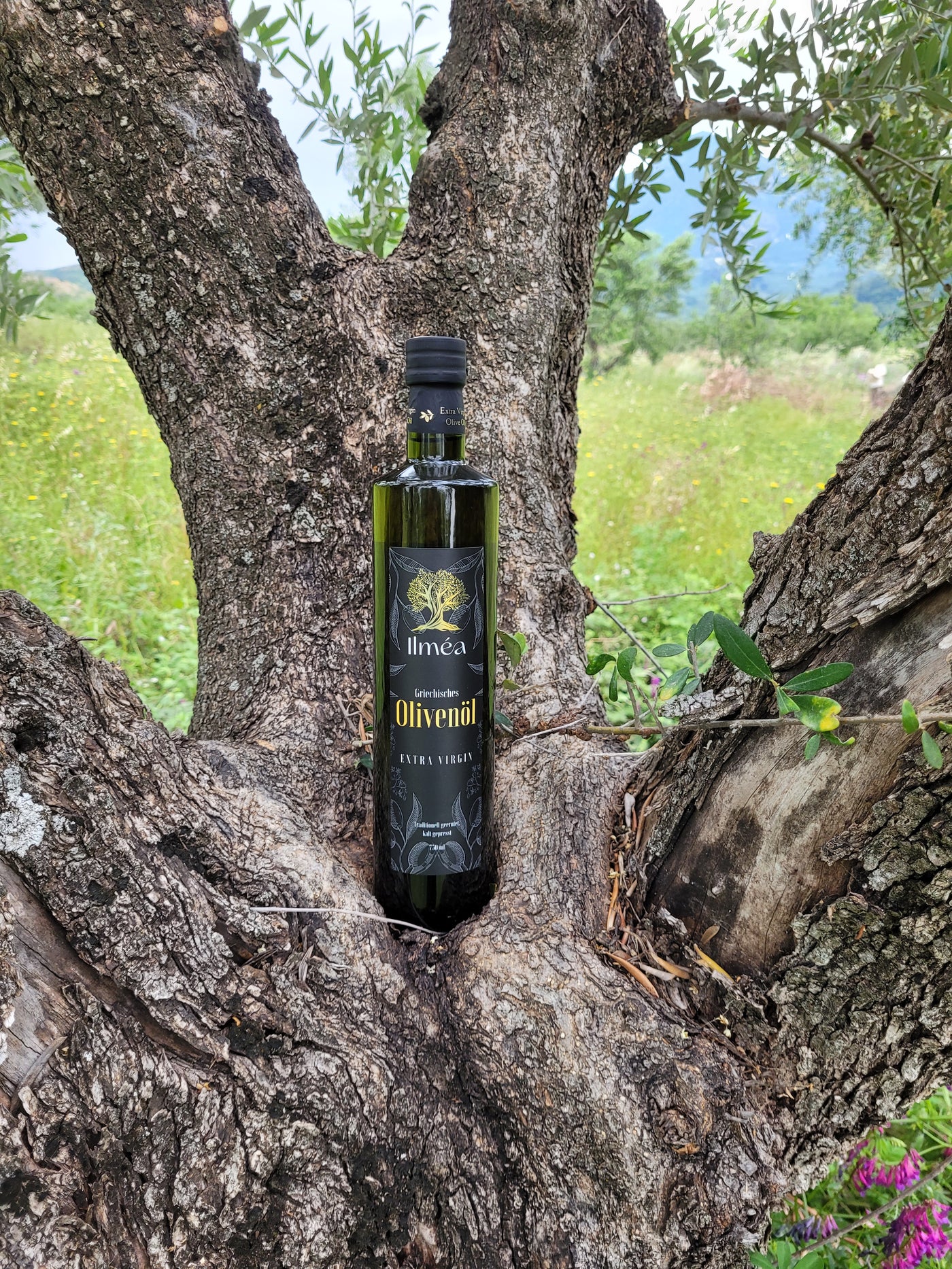 Ilmea Olivenöl Flasche im Olivenbaum