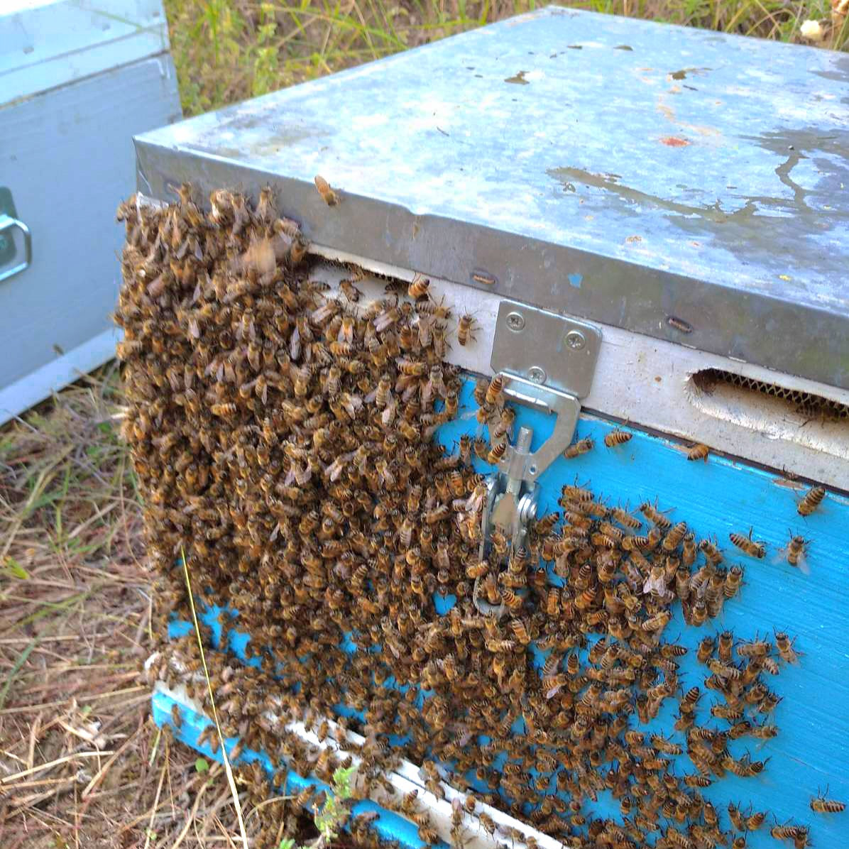 Griechische Bienen für Thymian Honig - Ilmea