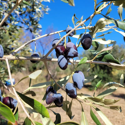Kalamata Oliven am Baum