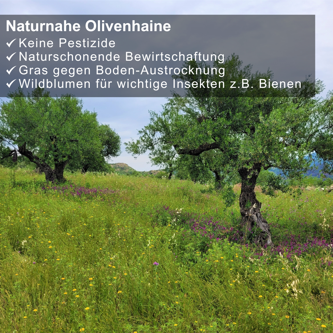 Extra natives Olivenöl 5L aus Griechenland Olivenhaine in bester Qualität