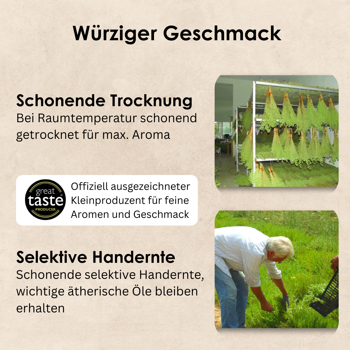 Schonende_Produktion_Griechischer_Oregano_ILMEA